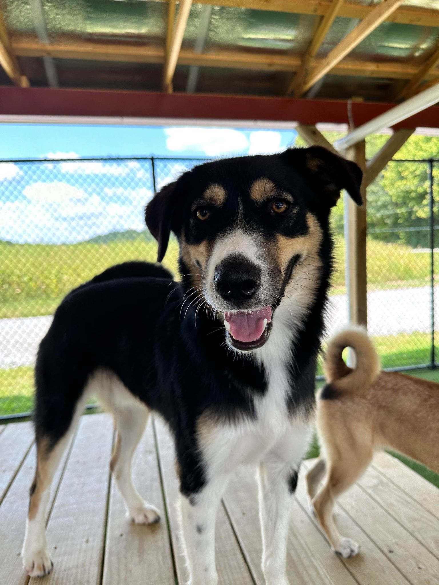 Nero, an adoptable Collie in Richmond, KY, 40475 | Photo Image 2