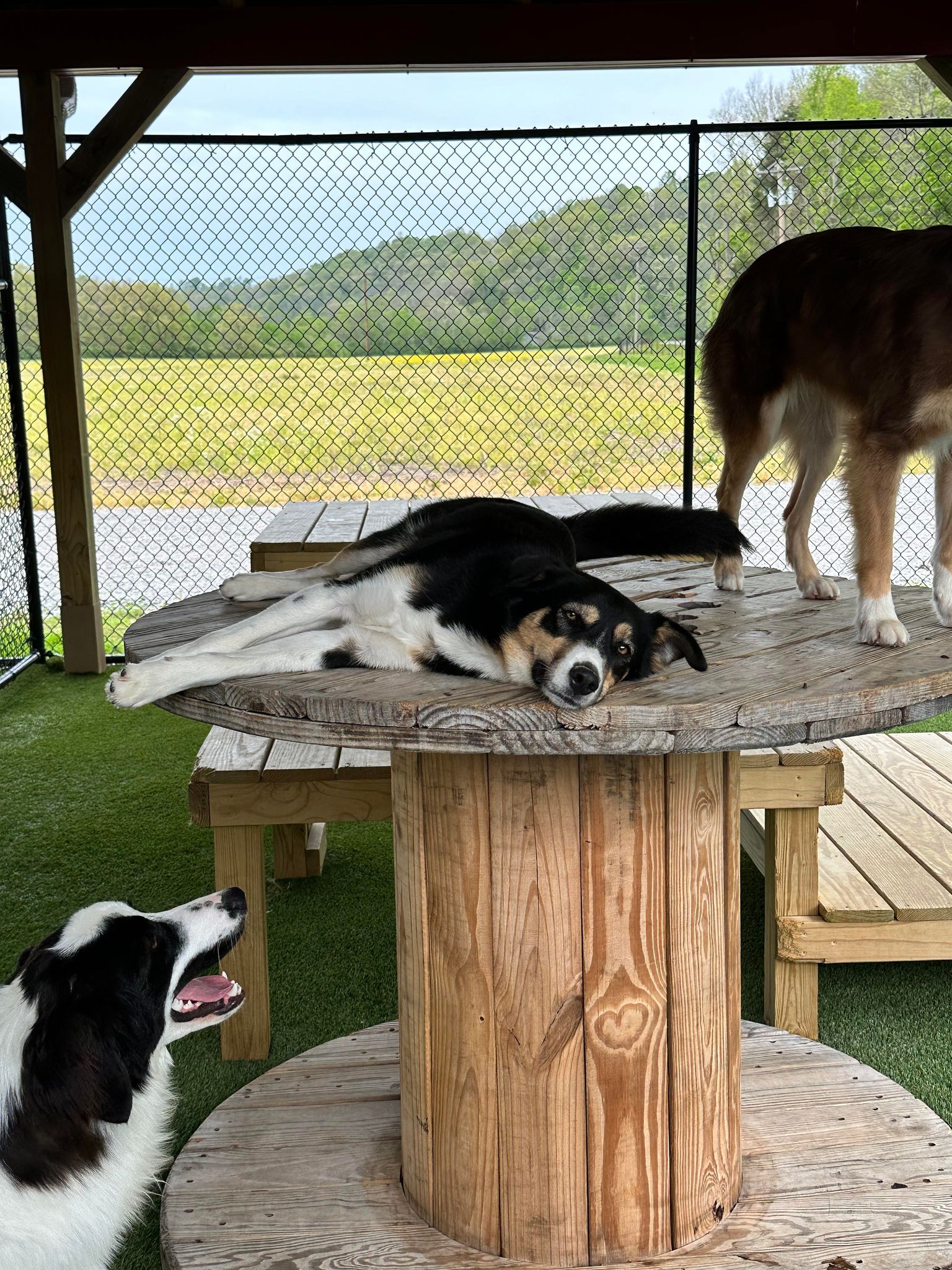 Nero, an adoptable Collie in Richmond, KY, 40475 | Photo Image 5