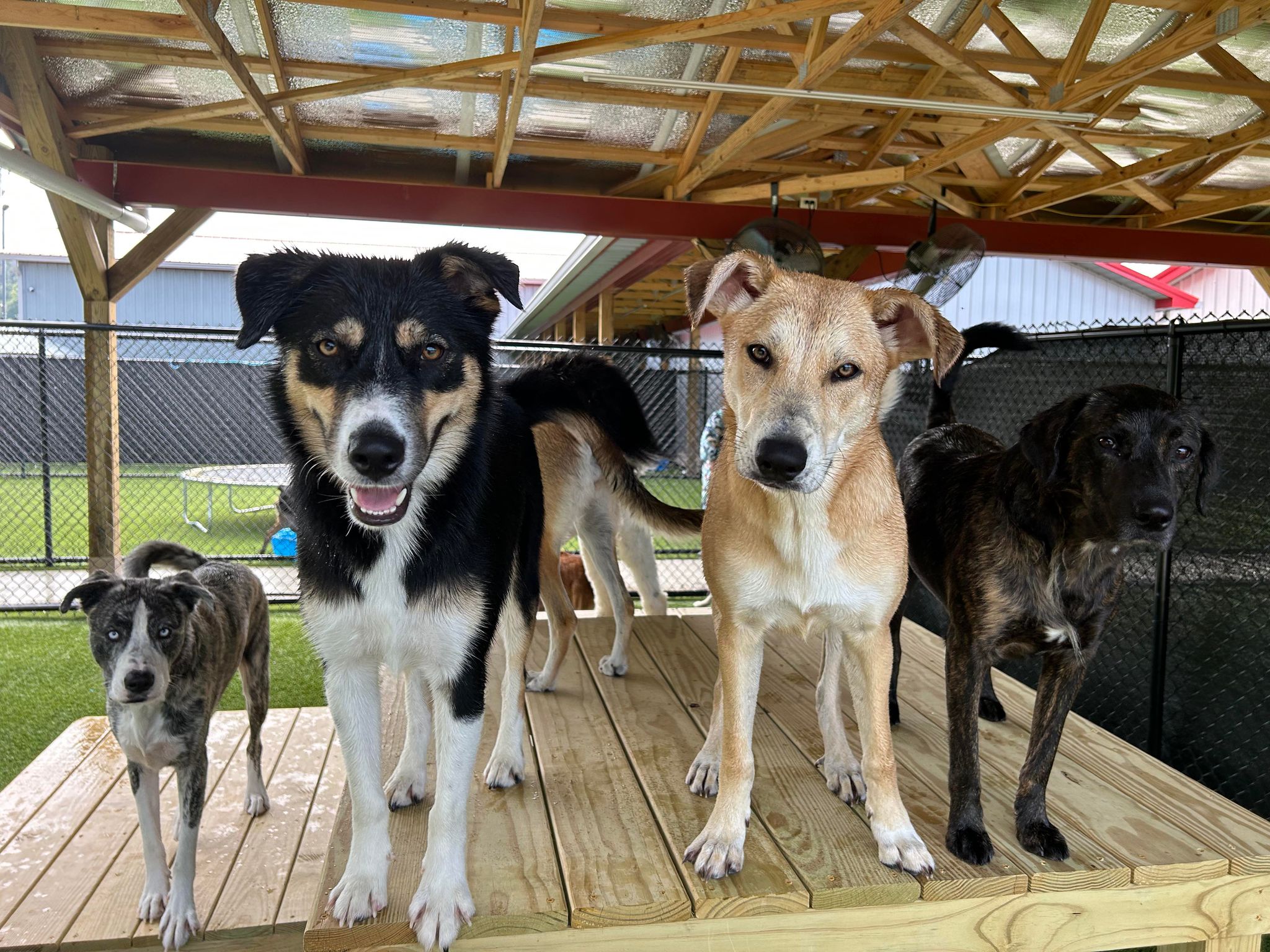 Nero, an adoptable Collie in Richmond, KY, 40475 | Photo Image 3