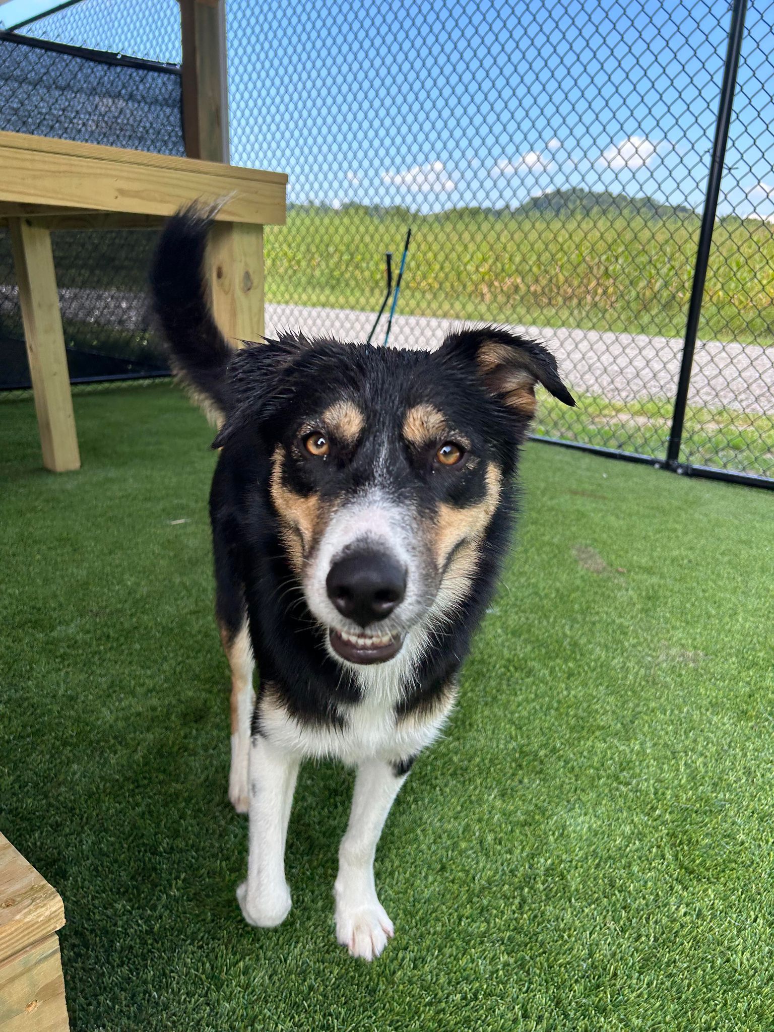 Nero, Adult Male Collie