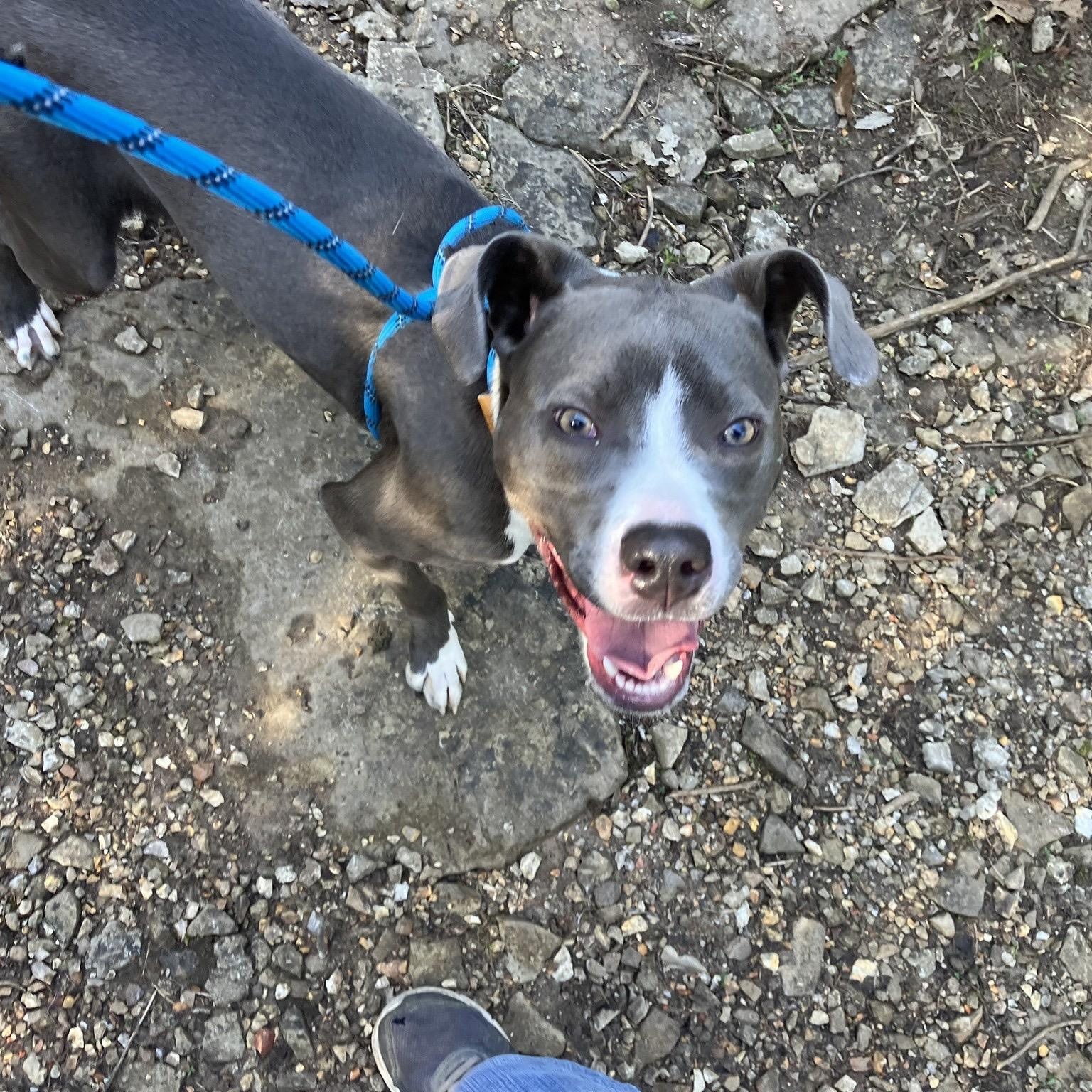 Enlarge Tiana, a ADOPTABLE Pit Bull Terrier in Hollister, MO image 5/6