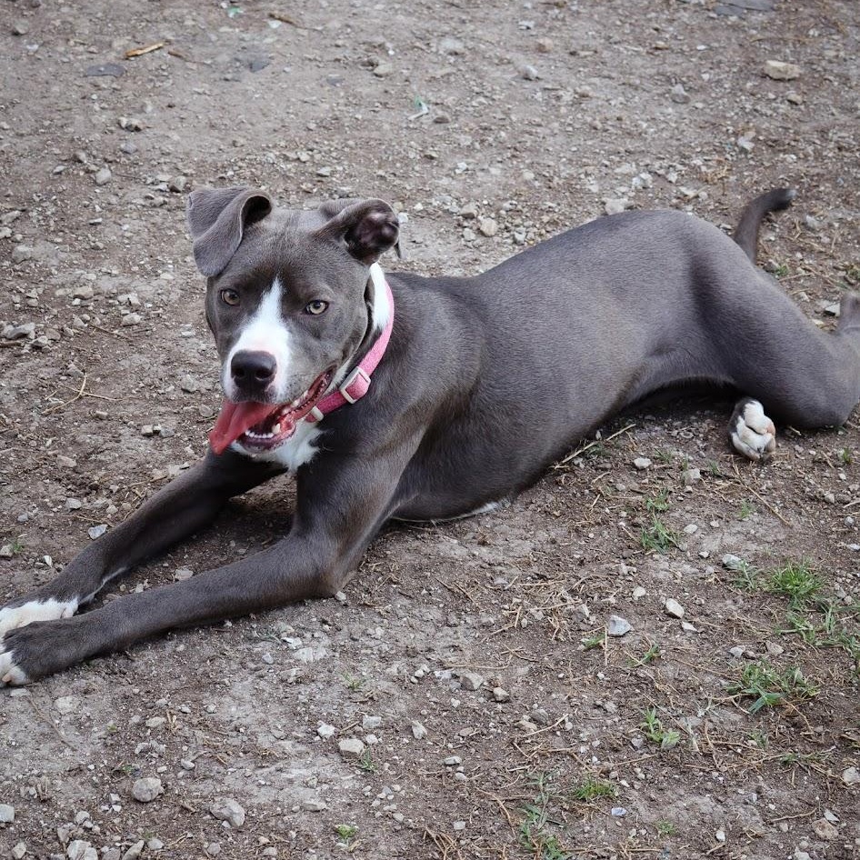 Enlarge Tiana, a ADOPTABLE Pit Bull Terrier in Hollister, MO image 1/6