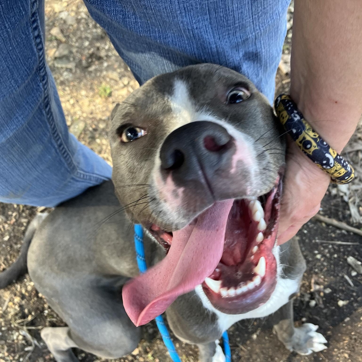 Enlarge Tiana, a ADOPTABLE Pit Bull Terrier in Hollister, MO image 3/6