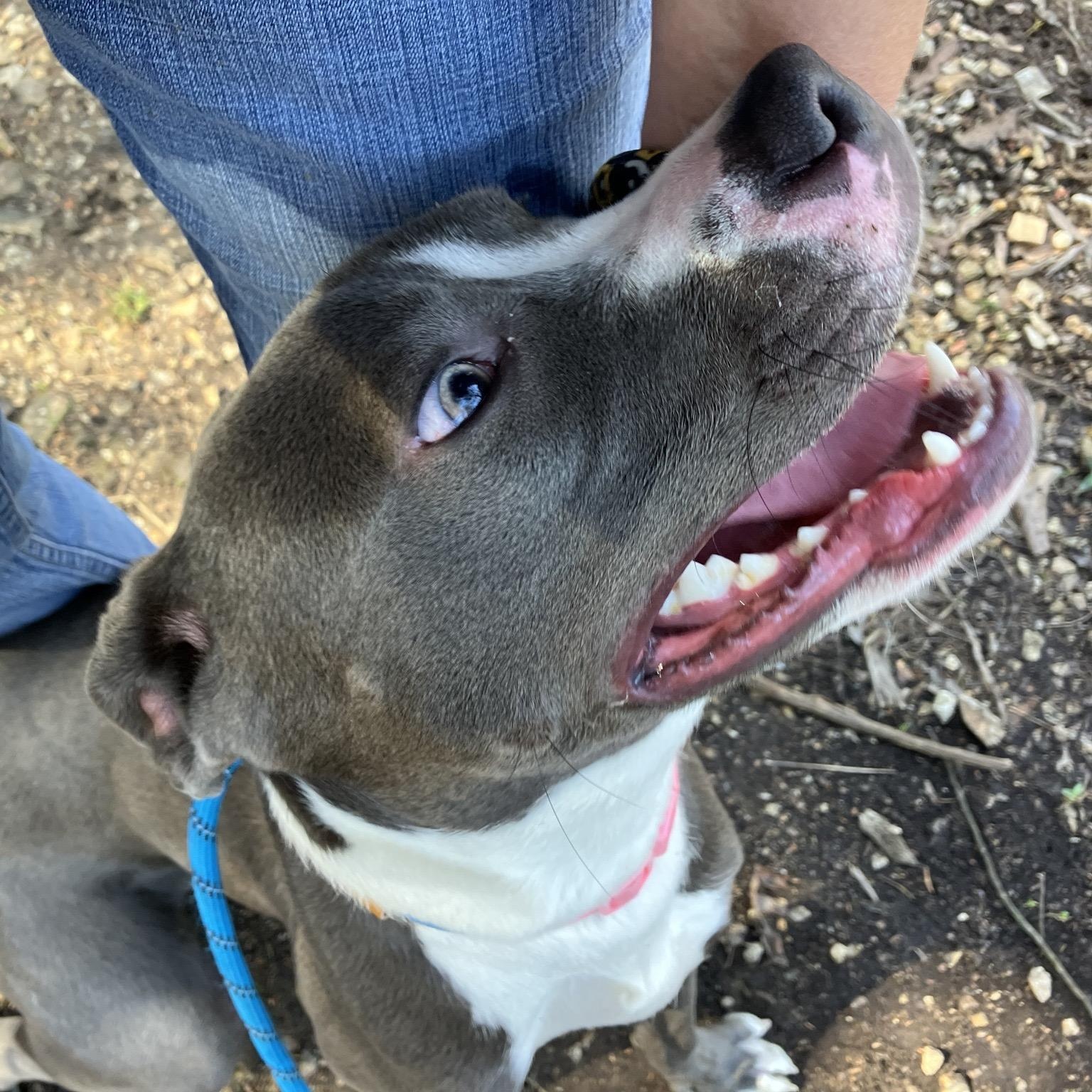 Enlarge Tiana, a ADOPTABLE Pit Bull Terrier in Hollister, MO image 4/6