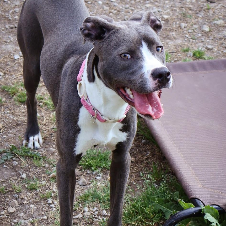 Enlarge Tiana, a ADOPTABLE Pit Bull Terrier in Hollister, MO image 6/6