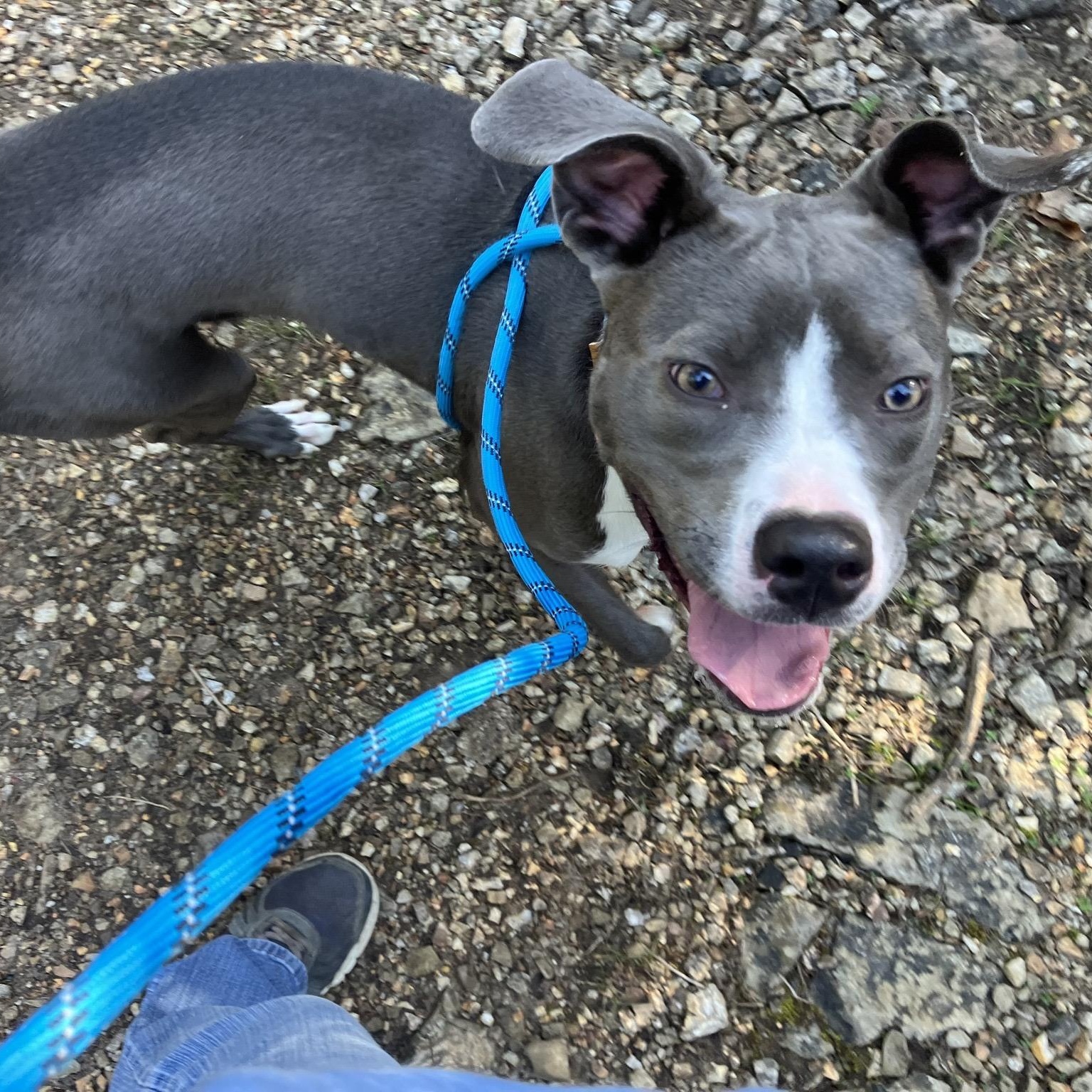 Enlarge Tiana, a ADOPTABLE Pit Bull Terrier in Hollister, MO image 2/6