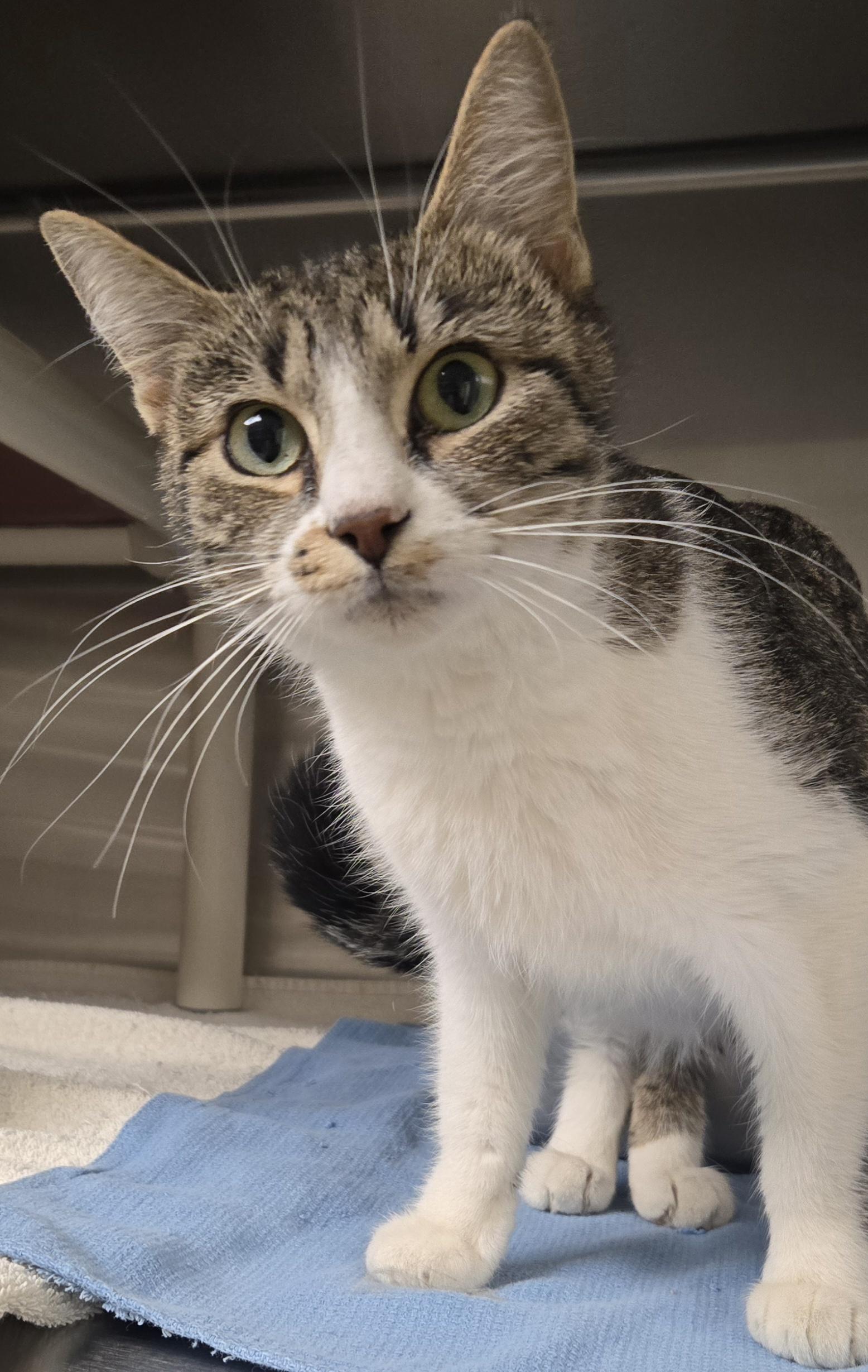 Enlarge Flo, a ADOPTABLE Domestic Short Hair in Bluffton, IN image 1/1