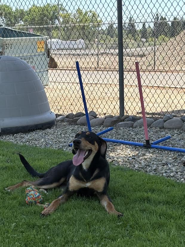 Enlarge Fiona, an adoptable mixed breed in Oakdale, CA image 2/2