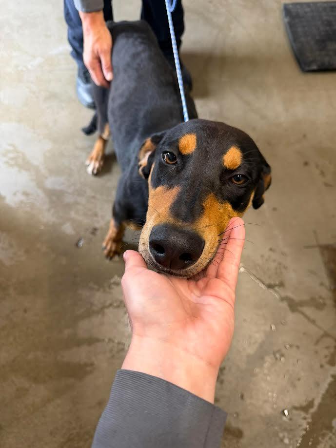 Fiona, adopted, Adult Female Doberman Pinscher.