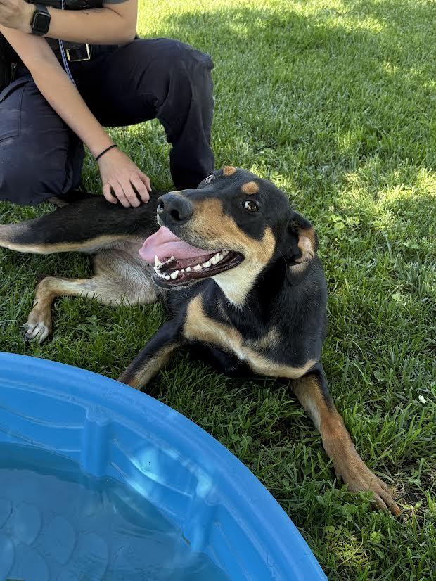 Fiona, adoptable, Adult Female Doberman Pinscher.