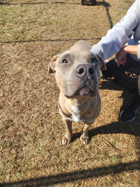 Enlarge ED, a Adoptable mixed breed in Brunswick, GA image 1/1