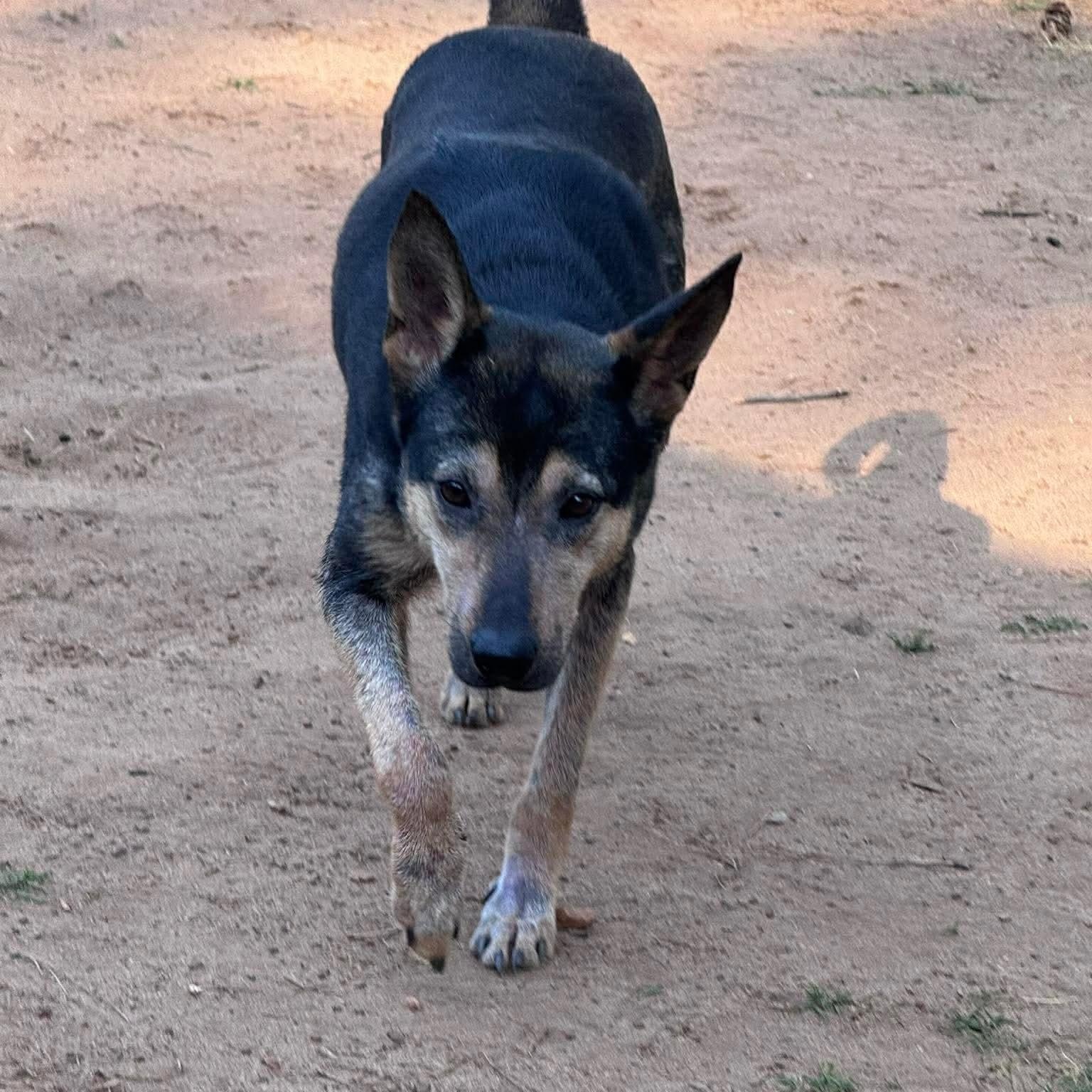 Enlarge Sephora, a ADOPTABLE Mixed Breed in Wando, SC image 4/6
