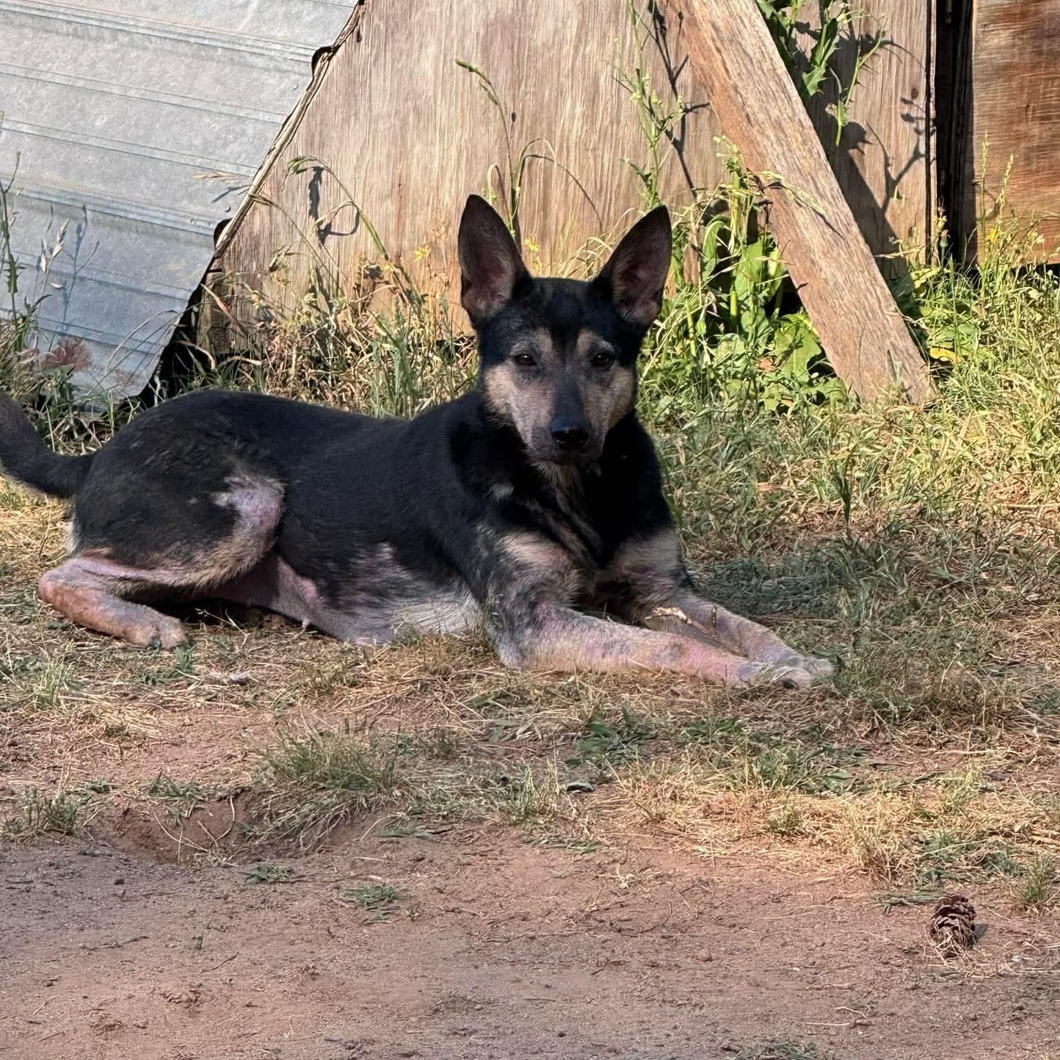 Enlarge Sephora, a ADOPTABLE Mixed Breed in Wando, SC image 3/6