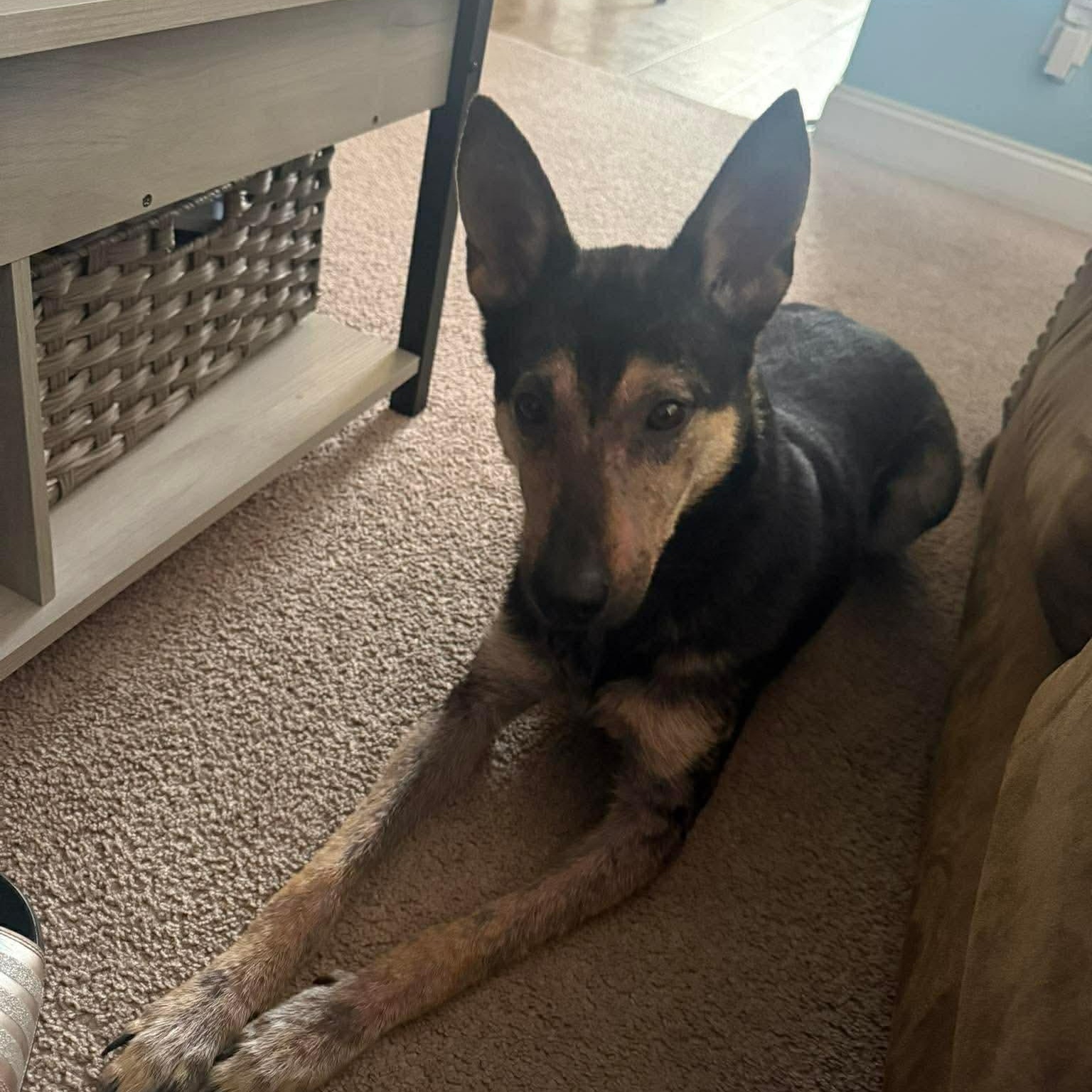 Enlarge Sephora, a ADOPTABLE Mixed Breed in Wando, SC image 2/6