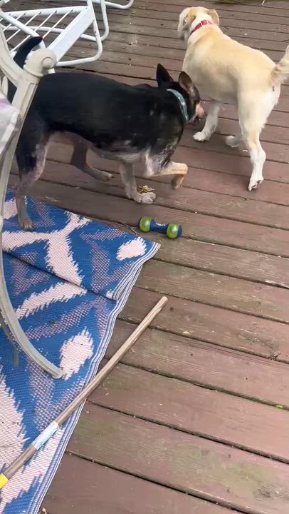Enlarge Sephora, a ADOPTABLE Mixed Breed in Wando, SC video 6/6