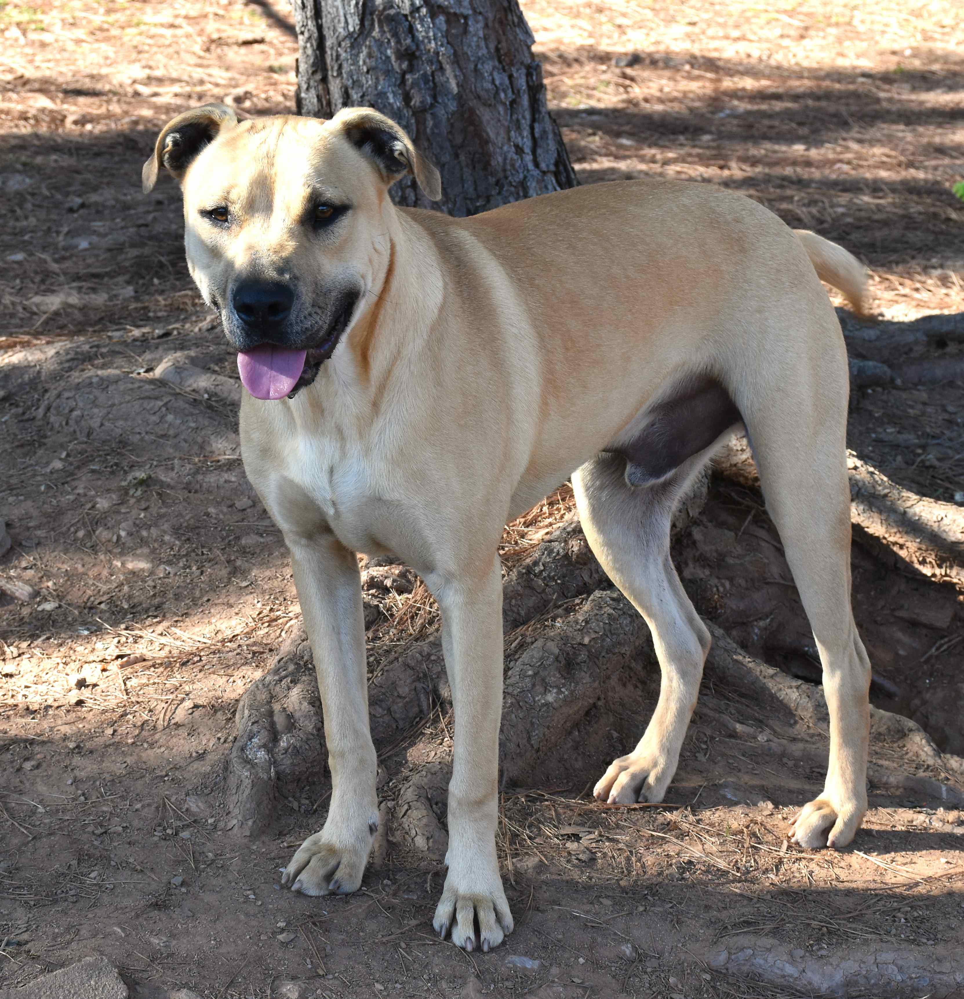 Jasper, a Adoptable mixed breed in Wedowee, AL image 2/5