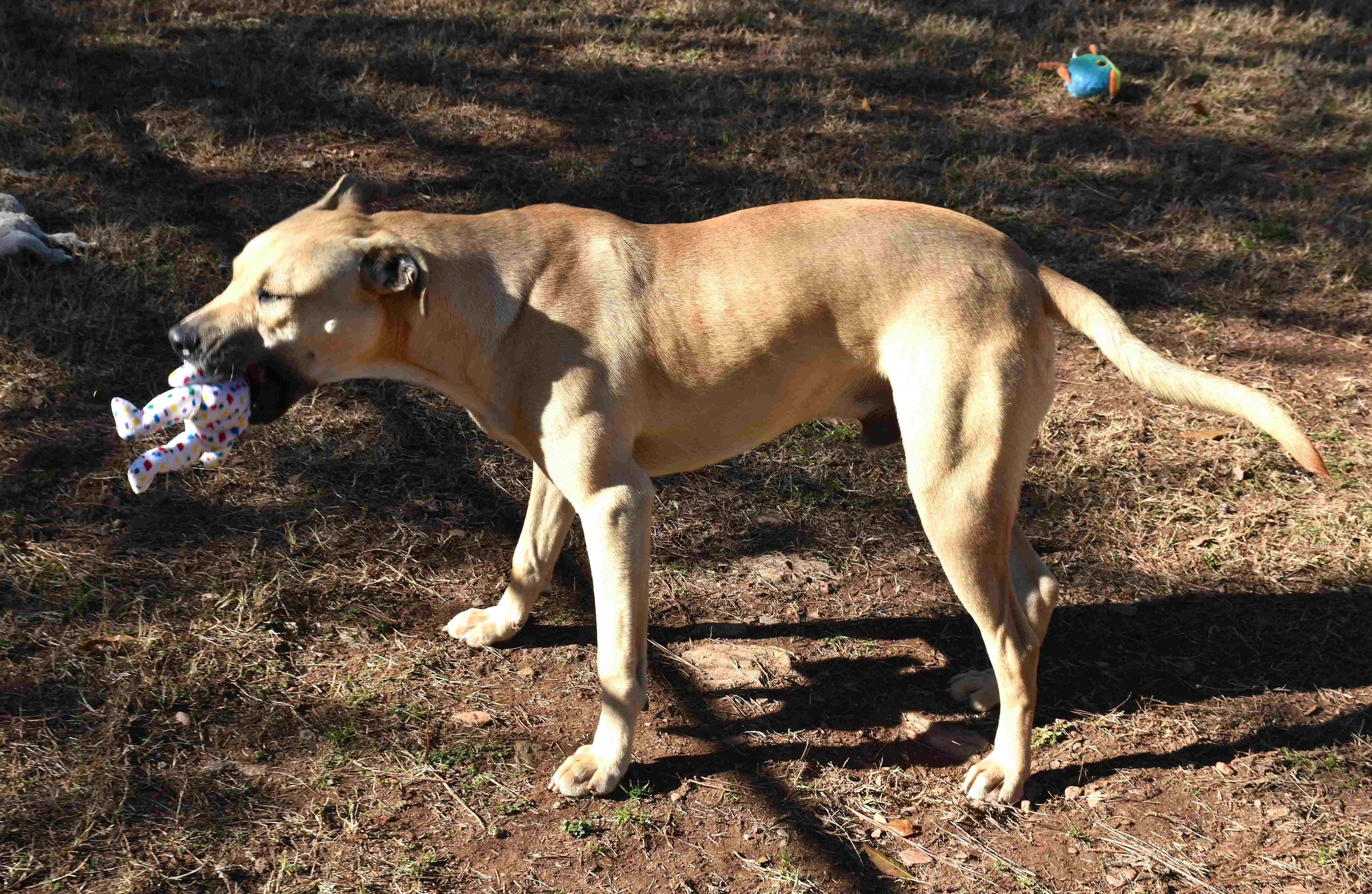Jasper, a Adoptable mixed breed in Wedowee, AL image 3/5