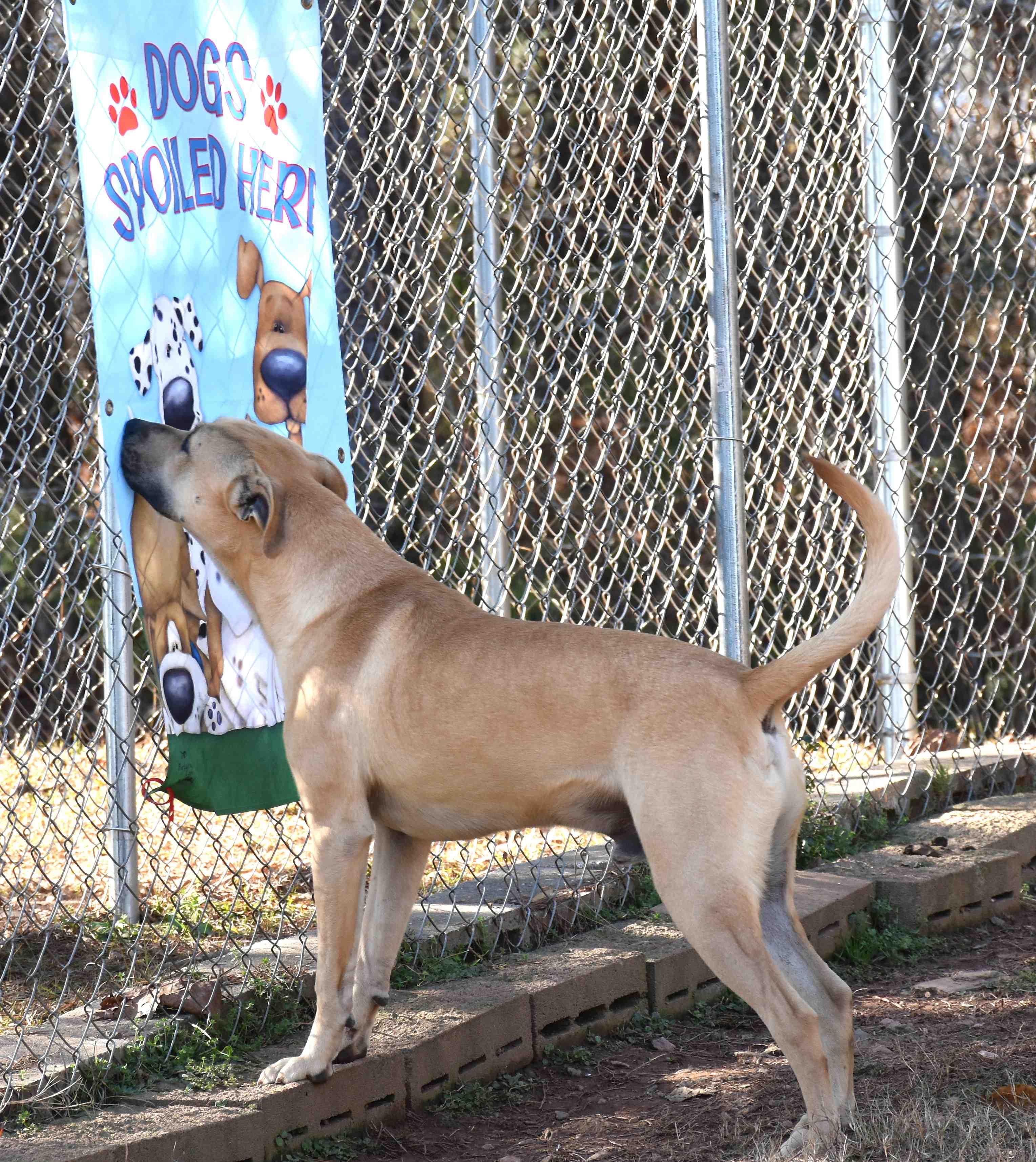 Jasper, a Adoptable mixed breed in Wedowee, AL image 4/5