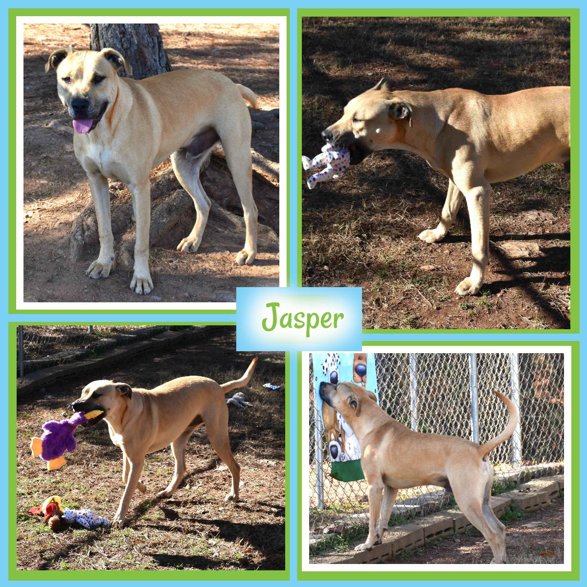 Jasper, a Adoptable mixed breed in Wedowee, AL image 1/5