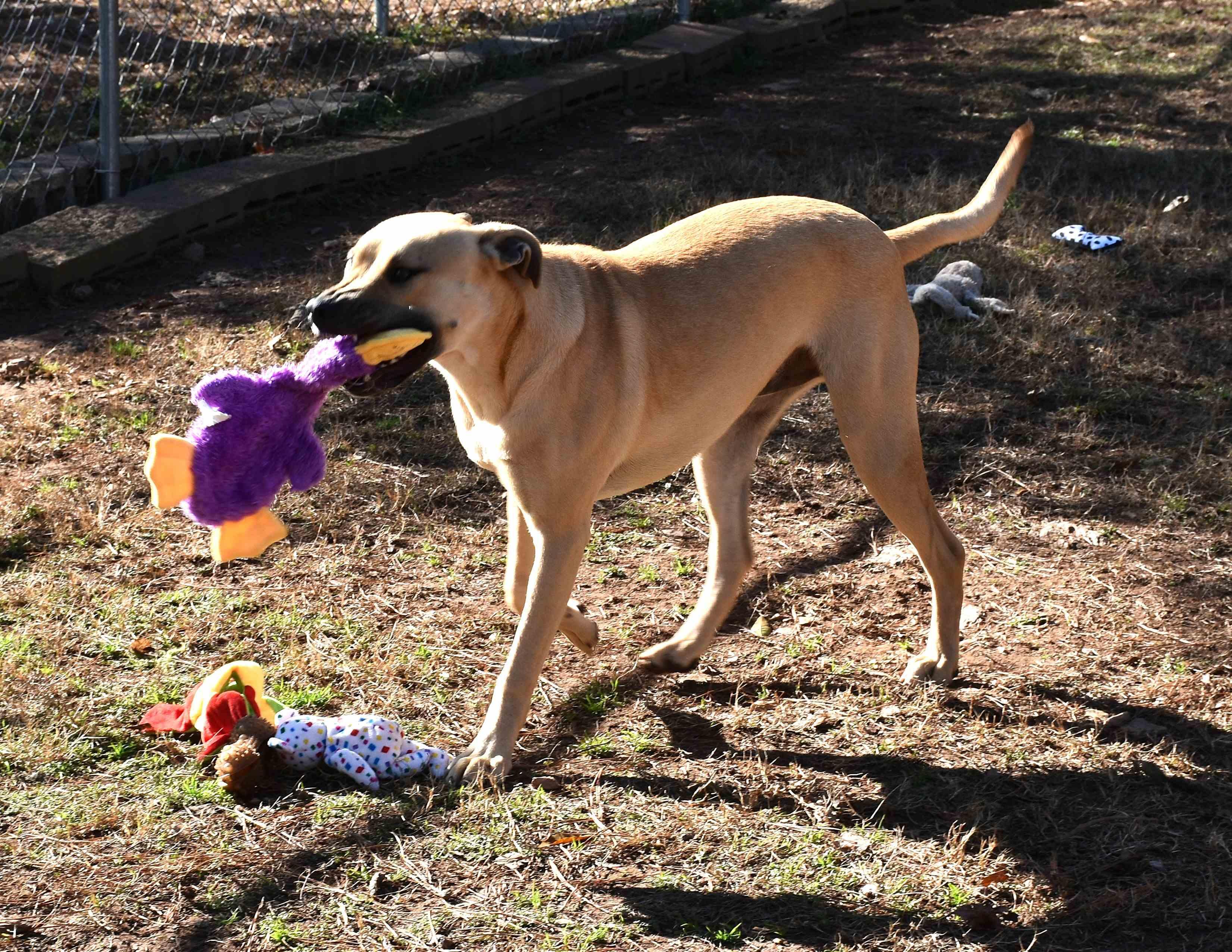 Jasper, a Adoptable mixed breed in Wedowee, AL image 5/5