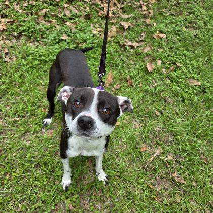 Leela, Adoptable, Adult Female Pit Bull Terrier & Mixed Breed.