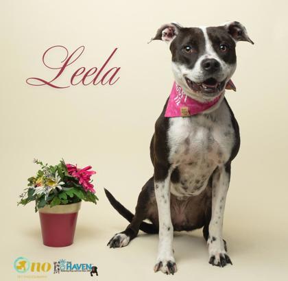 Enlarge Leela, a Adoptable mixed breed in Fairhope, AL image 1/2