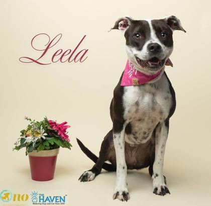 Enlarge Leela, a Adoptable mixed breed in Fairhope, AL image 2/2