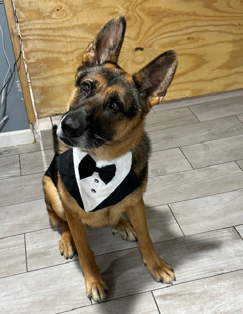 Troy, Adopted, Adult Male German Shepherd Dog.