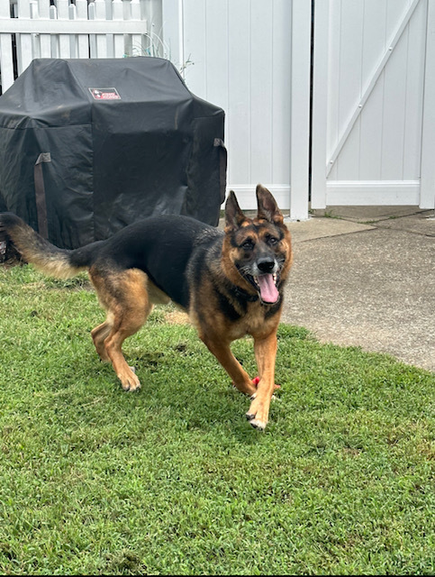 Enlarge Troy, a Adopted German Shepherd Dog in Lyndhurst, NJ image 4/6
