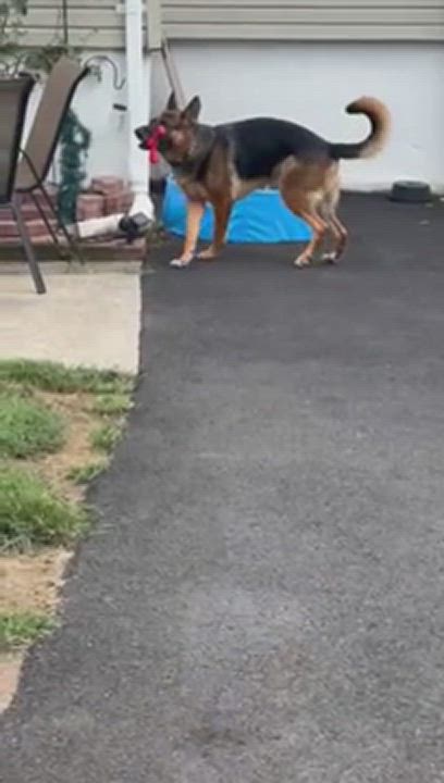 Enlarge Troy, a Adopted German Shepherd Dog in Lyndhurst, NJ video 6/6