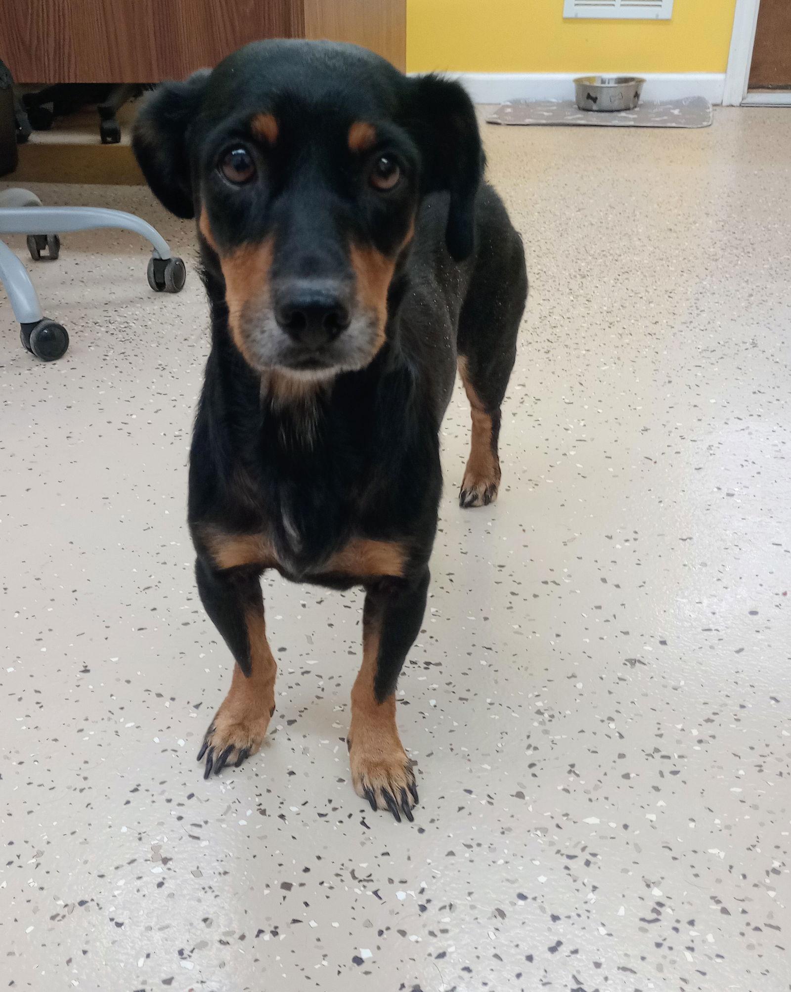 Myrtle, Adoptable, Adult Female Dachshund.