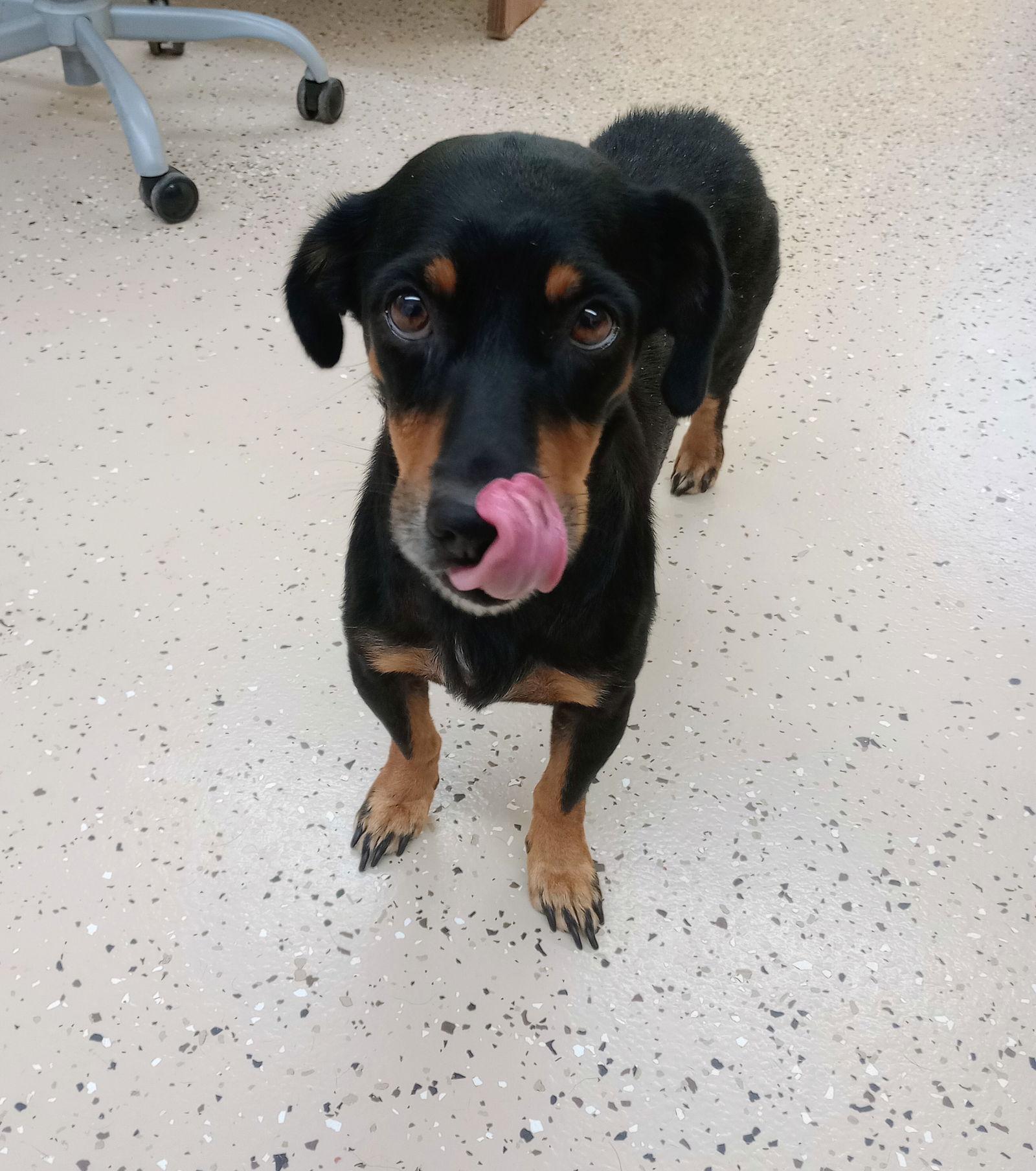 Myrtle, Adoptable, Adult Female Dachshund.