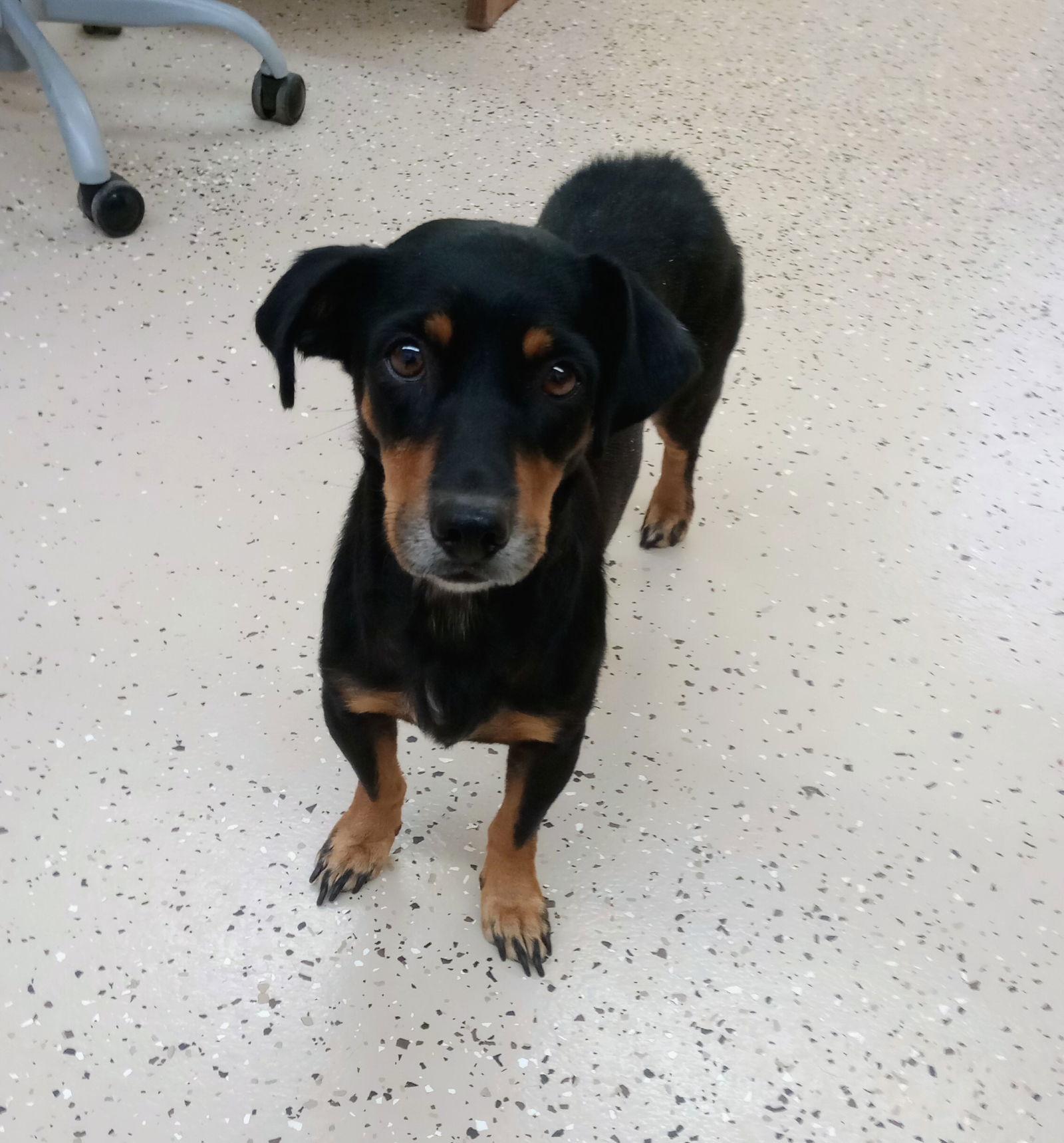 Enlarge Myrtle, a Adoptable mixed breed in York, SC image 2/3