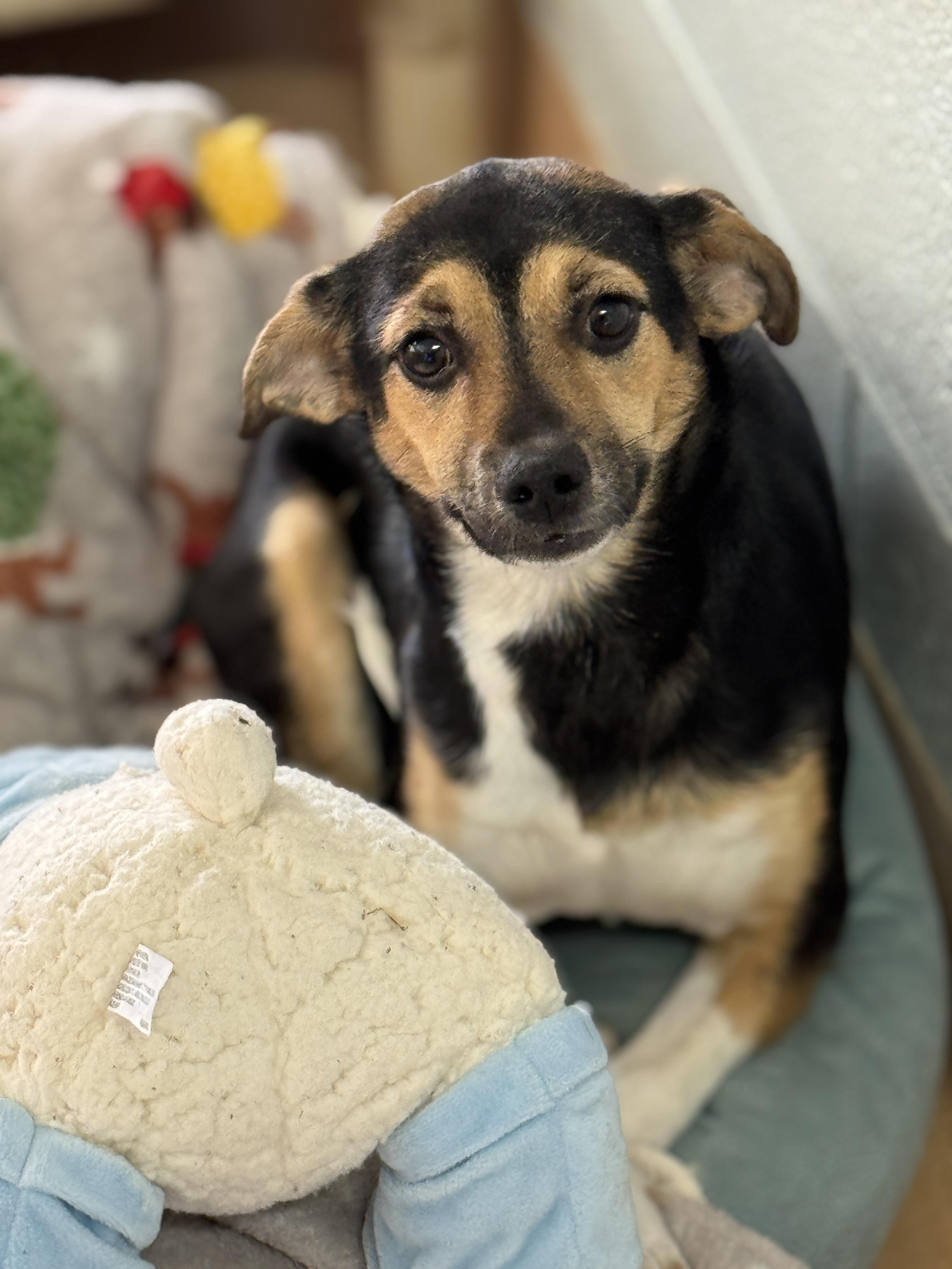 Enlarge Nellie, an adopted mixed breed in Richmond, VA image 4/6