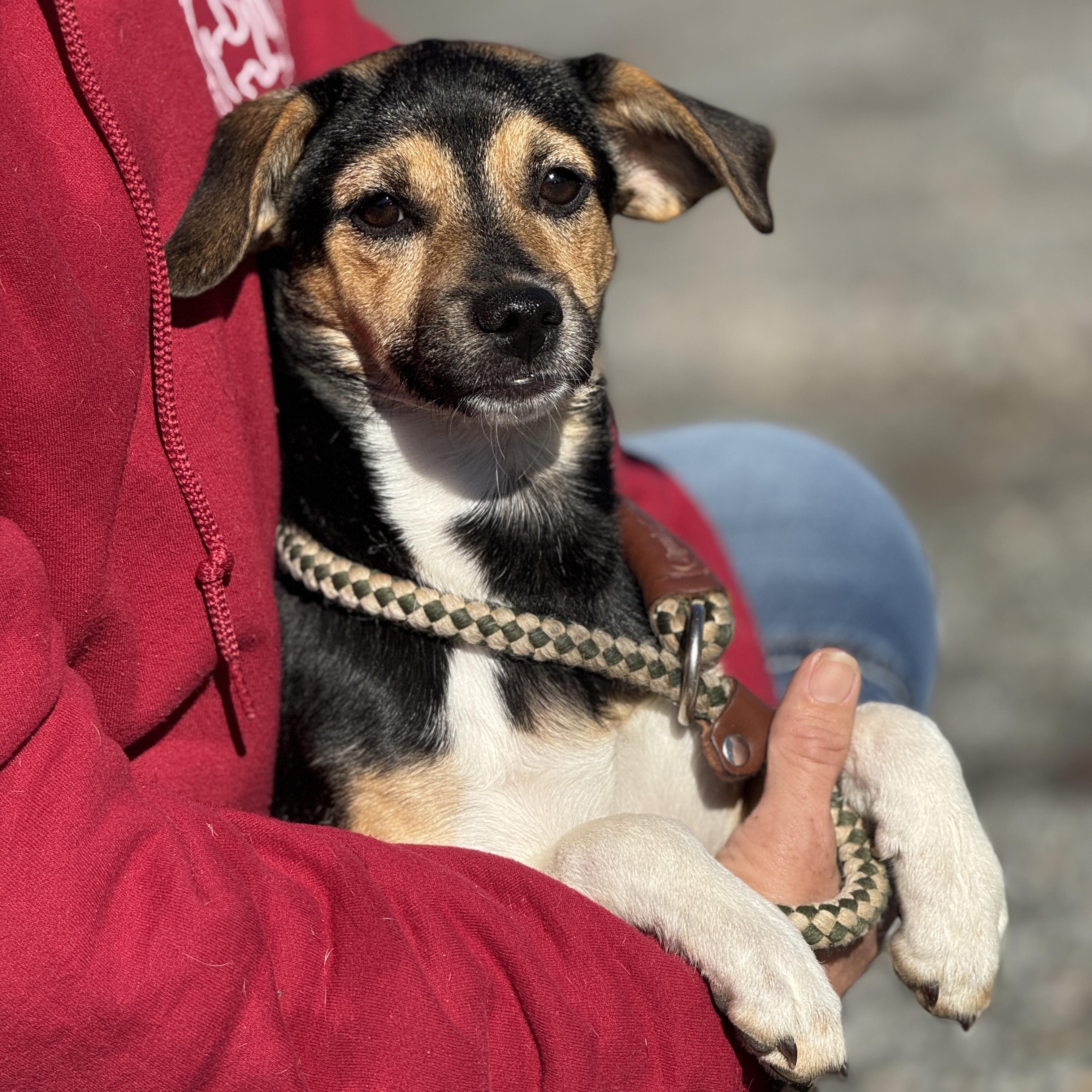 Enlarge Nellie, an adopted mixed breed in Richmond, VA image 3/6