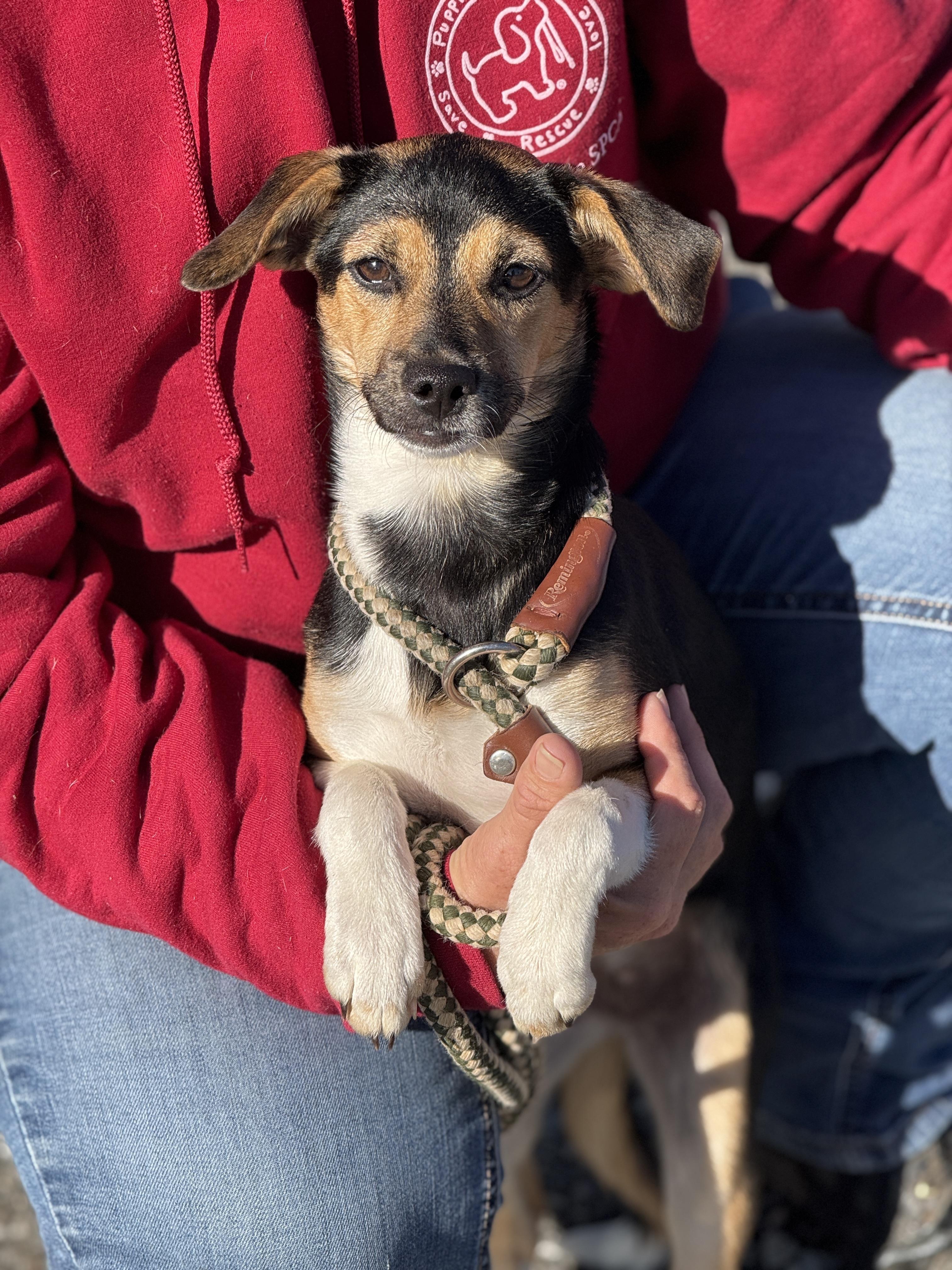 Enlarge Nellie, an adopted mixed breed in Richmond, VA image 5/6