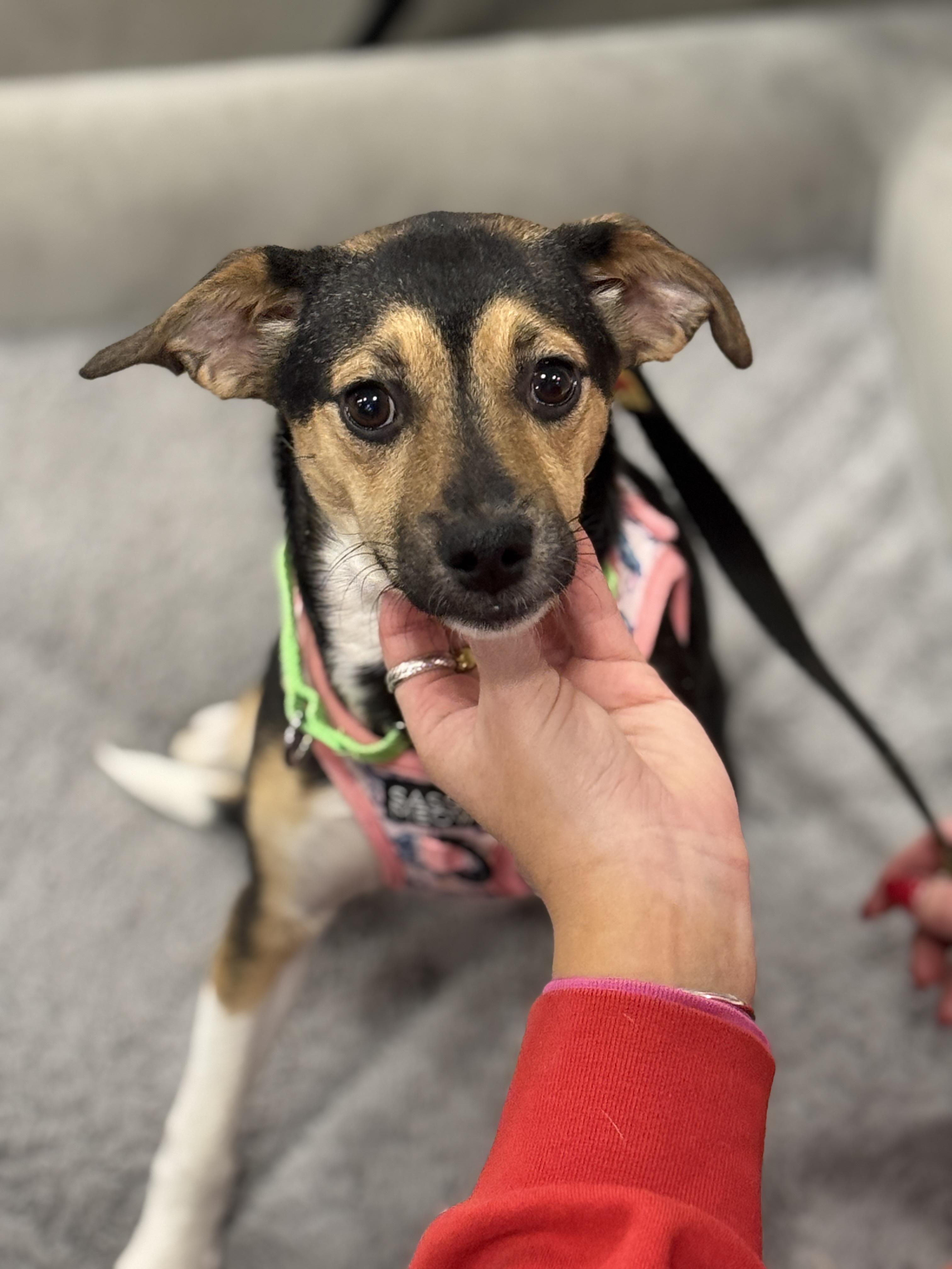 Enlarge Nellie, an adopted mixed breed in Richmond, VA image 1/6