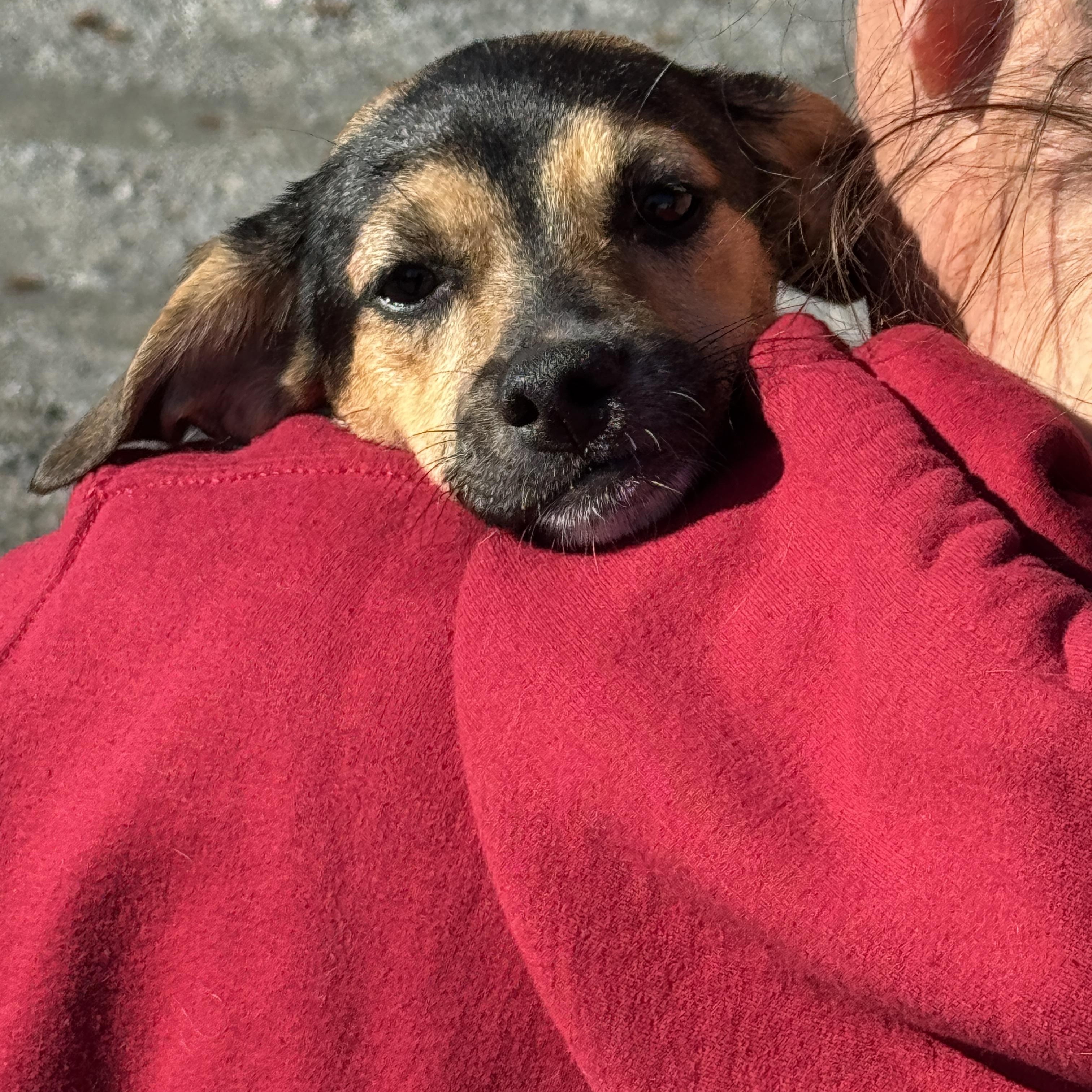 Enlarge Nellie, an adopted mixed breed in Richmond, VA image 6/6