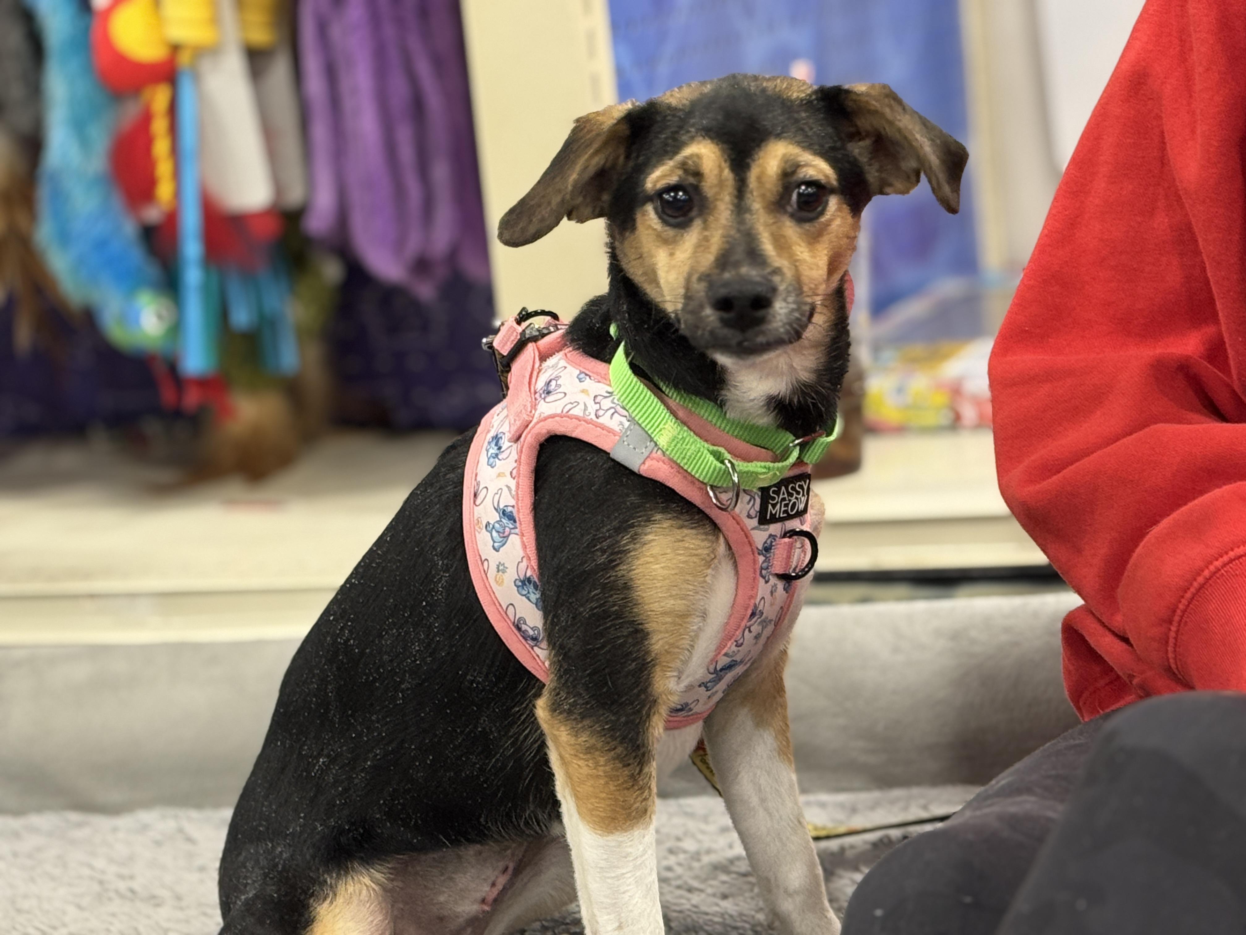 Enlarge Nellie, an adopted mixed breed in Richmond, VA image 2/6