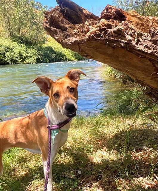 Enlarge SKYE, a Adoptable mixed breed in Fairfield, CA image 1/1
