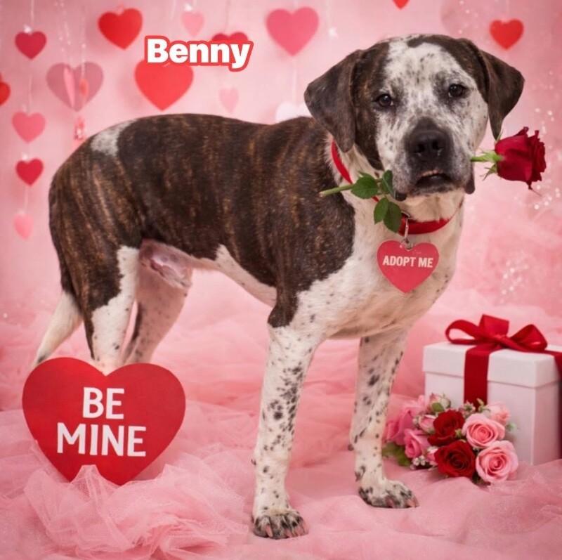 Benny, Adoptable, Adult Male Pit Bull Terrier & Mixed Breed.