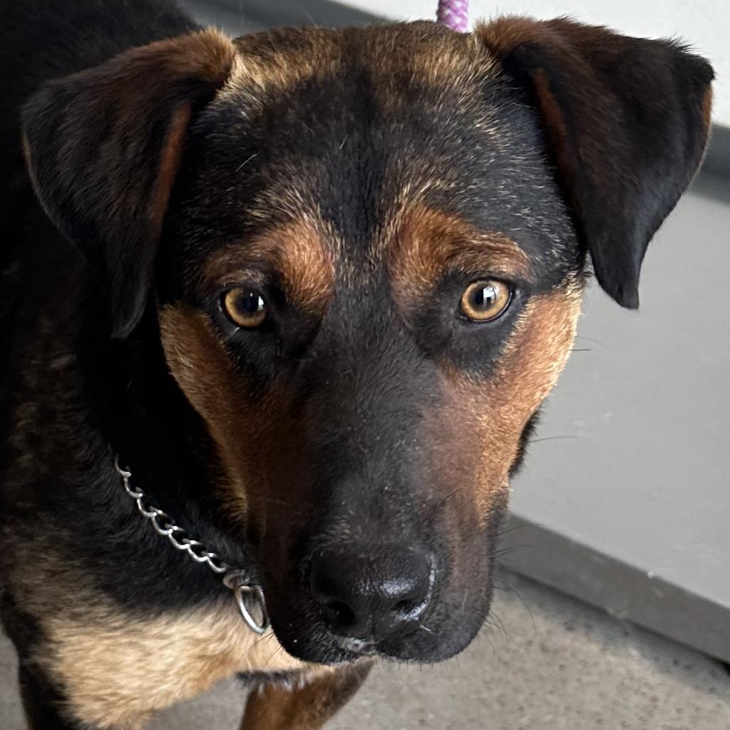 Rosa, Adoptable, Adult Female Mixed Breed.