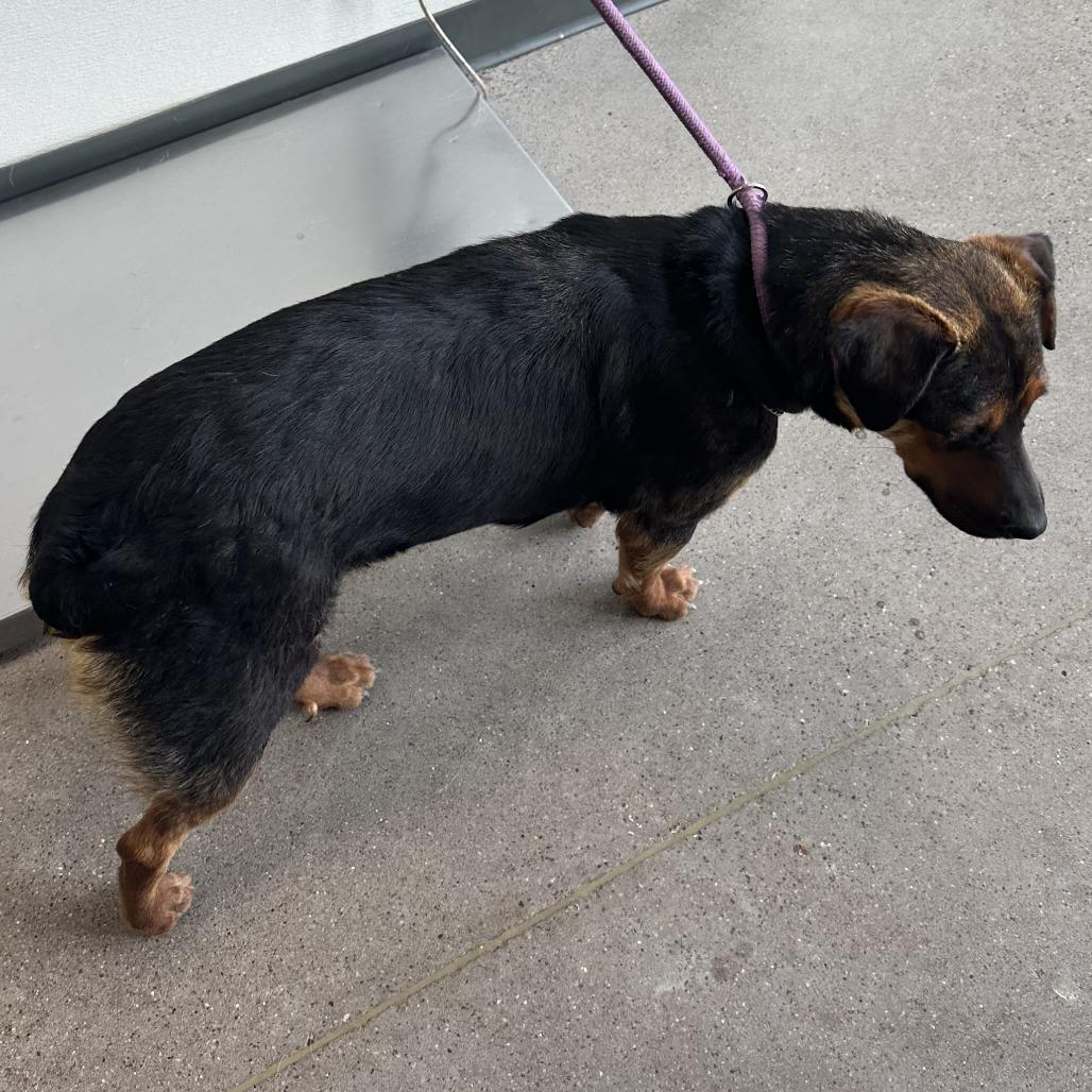 Enlarge Rosa, a Adoptable Mixed Breed in Las Cruces, NM image 3/6