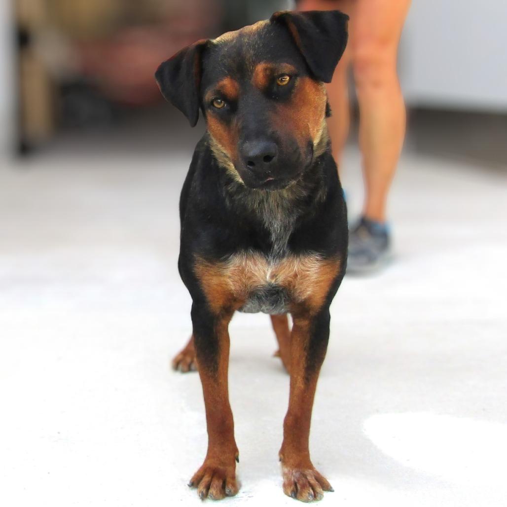 Enlarge Rosa, a Adoptable Mixed Breed in Las Cruces, NM image 4/6