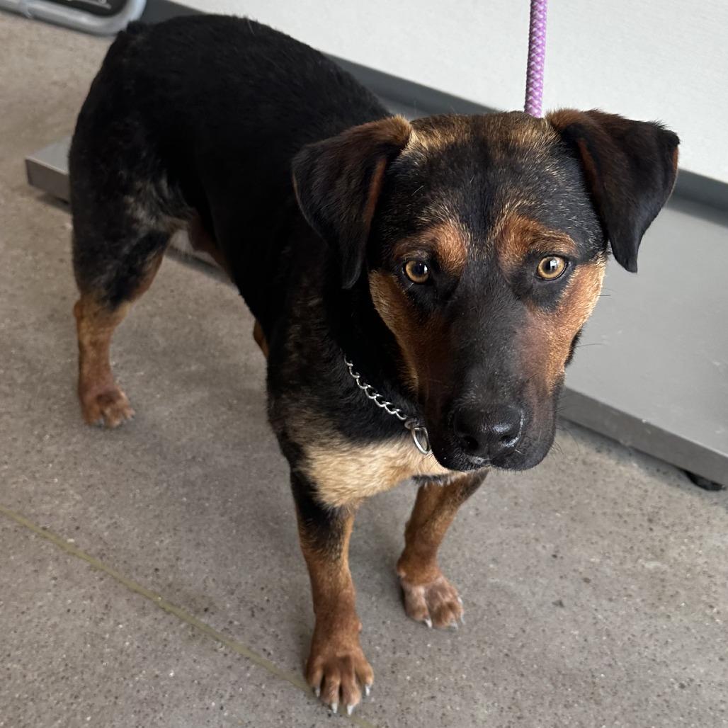 Enlarge Rosa, a Adoptable Mixed Breed in Las Cruces, NM image 5/6