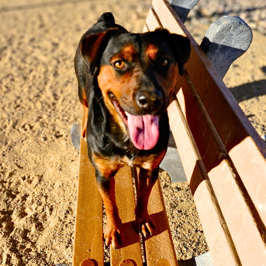 Enlarge Rosa, a Adoptable Mixed Breed in Las Cruces, NM image 6/6