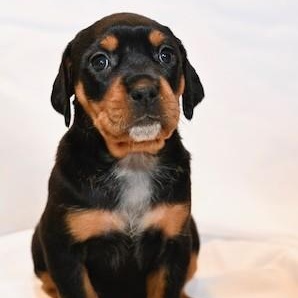 Enlarge Astrid, a Adopted Mixed Breed in Marietta, GA image 1/1
