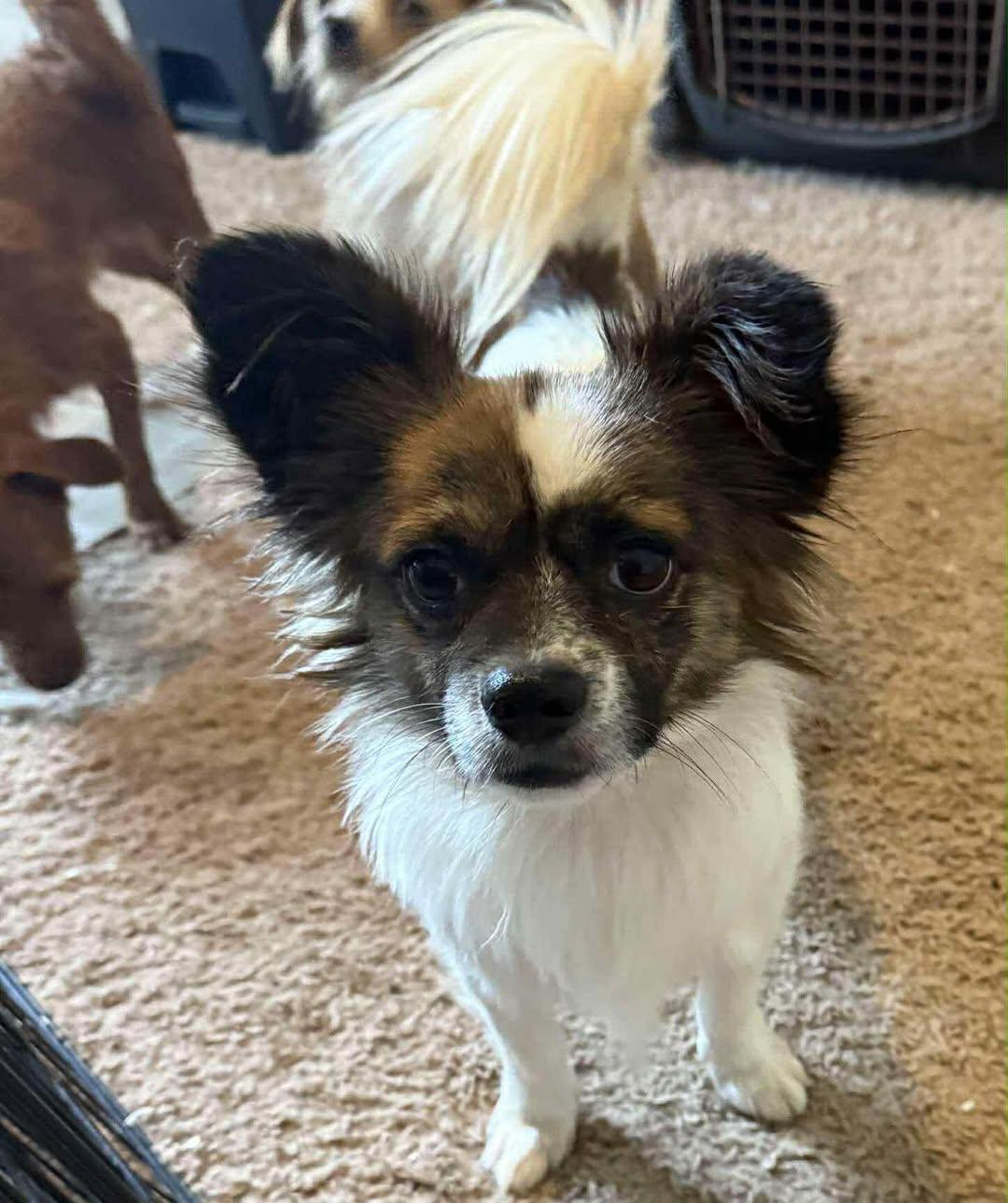 Papillon Mix Dog Breeds: Discover Unique Companions