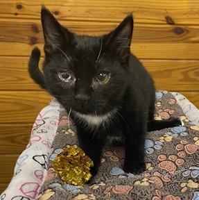 Gunner - energetic, playful, loveable and fun little boy!, ADOPTABLE, Young Male Domestic Short Hair.