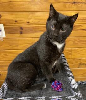 Enlarge Gunner - energetic, playful, loveable and fun little boy!, a ADOPTABLE Domestic Short Hair in Southern Pines, NC image 4/6